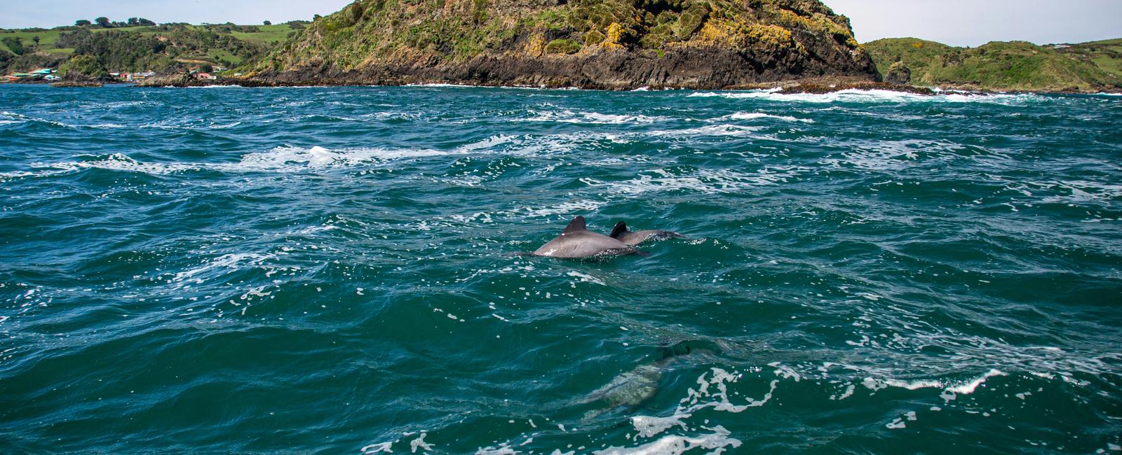 Dolphin Island Scuba Diving Goa